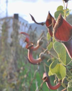 Fotografia 8 da espécie Aristolochia baetica no Jardim Botânico UTAD