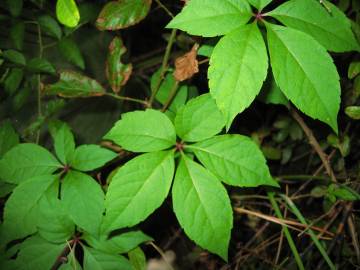 Fotografia da espécie Parthenocissus quinquefolia