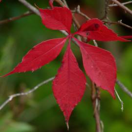 Fotografia da espécie Parthenocissus quinquefolia