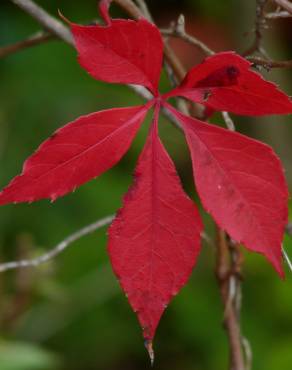 Fotografia 5 da espécie Parthenocissus quinquefolia no Jardim Botânico UTAD