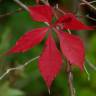 Fotografia 5 da espécie Parthenocissus quinquefolia do Jardim Botânico UTAD