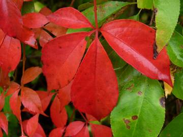 Fotografia da espécie Parthenocissus quinquefolia