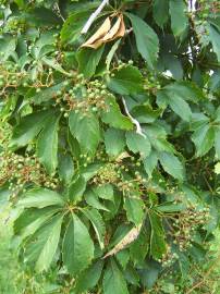 Fotografia da espécie Parthenocissus quinquefolia