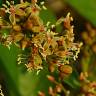 Fotografia 8 da espécie Parthenocissus quinquefolia do Jardim Botânico UTAD