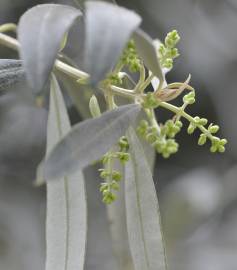 Fotografia da espécie Olea europaea subesp. europaea var. sylvestris