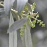 Fotografia 5 da espécie Olea europaea subesp. europaea var. sylvestris do Jardim Botânico UTAD