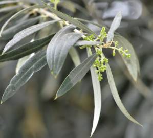 Fotografia da espécie Olea europaea subesp. europaea var. sylvestris