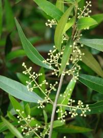 Fotografia da espécie Olea europaea subesp. europaea var. sylvestris