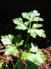 Fotografia da espécie Petroselinum crispum