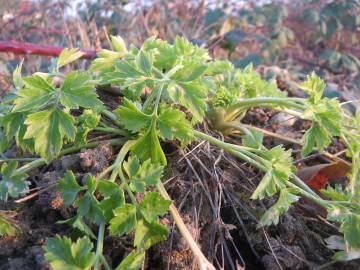 Fotografia da espécie Petroselinum crispum