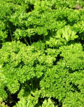 Fotografia 7 da espécie Petroselinum crispum no Jardim Botânico UTAD