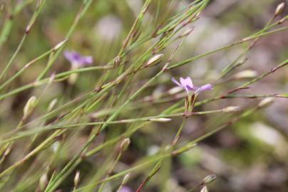 Fotografia da espécie Petrorhagia saxifraga