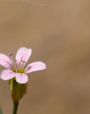 Fotografia 3 da espécie Petrorhagia saxifraga no Jardim Botânico UTAD