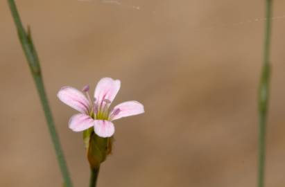 Fotografia da espécie Petrorhagia saxifraga