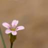 Fotografia 3 da espécie Petrorhagia saxifraga do Jardim Botânico UTAD