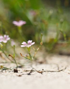 Fotografia 4 da espécie Petrorhagia saxifraga no Jardim Botânico UTAD