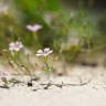 Fotografia 4 da espécie Petrorhagia saxifraga do Jardim Botânico UTAD