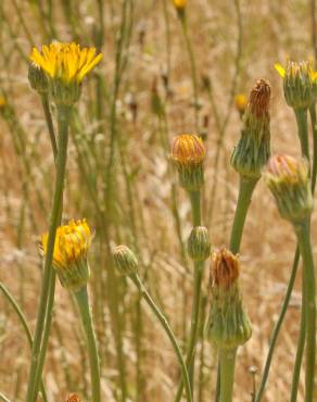 Fotografia 3 da espécie Hypochaeris radicata var. radicata no Jardim Botânico UTAD