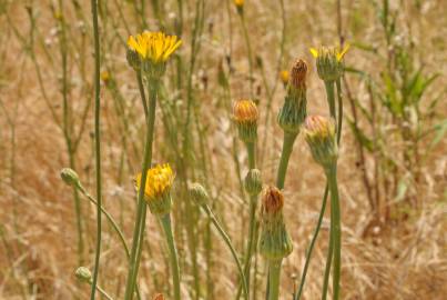 Fotografia da espécie Hypochaeris radicata var. radicata