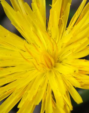 Fotografia 4 da espécie Hypochaeris radicata var. radicata no Jardim Botânico UTAD