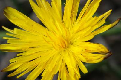 Fotografia da espécie Hypochaeris radicata var. radicata