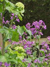 Fotografia da espécie Lunaria annua subesp. annua