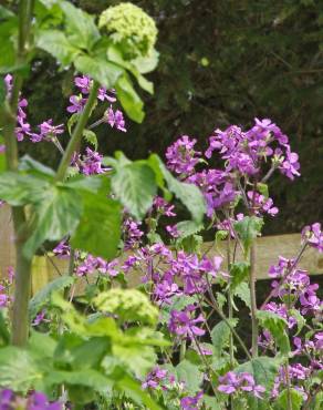 Fotografia 2 da espécie Lunaria annua subesp. annua no Jardim Botânico UTAD