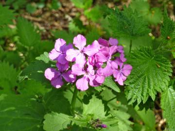 Fotografia da espécie Lunaria annua subesp. annua