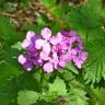 Fotografia 3 da espécie Lunaria annua subesp. annua do Jardim Botânico UTAD