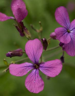 Fotografia 4 da espécie Lunaria annua subesp. annua no Jardim Botânico UTAD