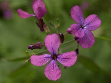 Fotografia da espécie Lunaria annua subesp. annua