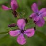 Fotografia 4 da espécie Lunaria annua subesp. annua do Jardim Botânico UTAD