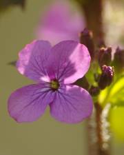 Fotografia da espécie Lunaria annua