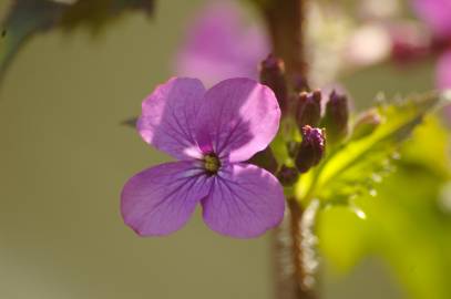 Fotografia da espécie Lunaria annua subesp. annua