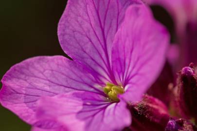 Fotografia da espécie Lunaria annua subesp. annua