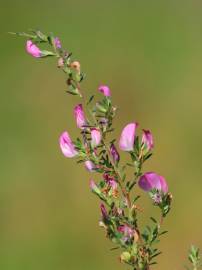 Fotografia da espécie Ononis spinosa subesp. spinosa