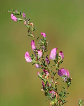 Fotografia 5 da espécie Ononis spinosa subesp. spinosa no Jardim Botânico UTAD