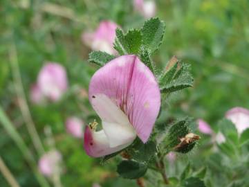 Fotografia da espécie Ononis spinosa subesp. spinosa