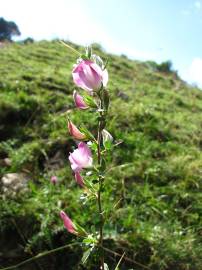 Fotografia da espécie Ononis spinosa subesp. spinosa