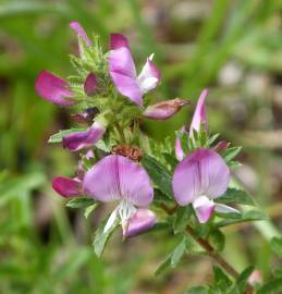 Fotografia da espécie Ononis spinosa subesp. spinosa