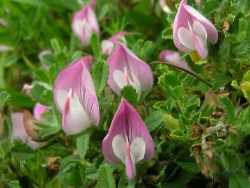 Fotografia da espécie Ononis spinosa subesp. spinosa