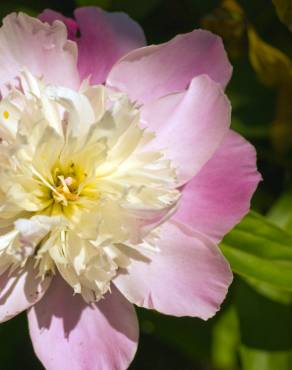 Fotografia 8 da espécie Paeonia officinalis subesp. microcarpa no Jardim Botânico UTAD