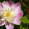 Fotografia 8 da espécie Paeonia officinalis subesp. microcarpa do Jardim Botânico UTAD