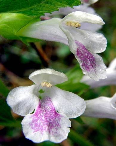 Fotografia de capa Melittis melissophyllum subesp. melissophyllum - do Jardim Botânico