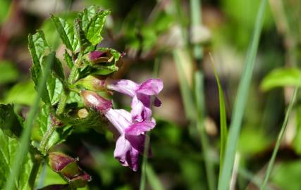 Fotografia da espécie Melittis melissophyllum subesp. melissophyllum