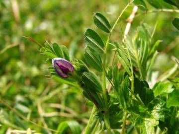 Fotografia da espécie Vicia sativa subesp. nigra