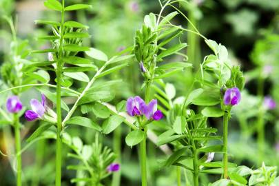 Fotografia da espécie Vicia sativa subesp. nigra