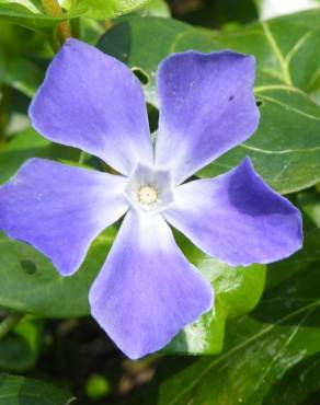 Fotografia 6 da espécie Vinca minor no Jardim Botânico UTAD