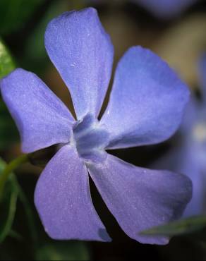 Fotografia 7 da espécie Vinca minor no Jardim Botânico UTAD