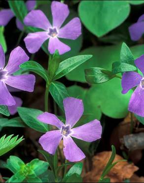 Fotografia 1 da espécie Vinca minor no Jardim Botânico UTAD